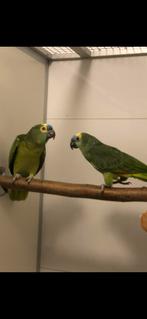 Blauwvoorhoofd amazones en thimney roodstaartjes, Dieren en Toebehoren, Meerdere dieren, Papegaai, Geringd
