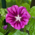 Zaden groot kaasjeskruid (Malva sylvestris) - inheems, Tuin en Terras, Ophalen of Verzenden, Voorjaar, Volle zon, Zaad