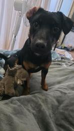 Oppas gezocht voor onze honden en katten in vakanties