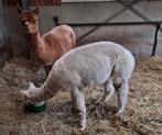 2 leuke Alpaca's, Mei, Meerdere dieren