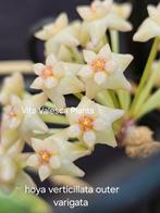 Hoya Verticillata albomarginata met pendule en geurige bloem, Overige soorten, In pot, Minder dan 100 cm, Bloeiende kamerplant