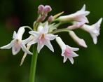 Tulbaghia - knoflookplant - prachtige bloemen, Volle zon, Vaste plant, Zomer, Ophalen