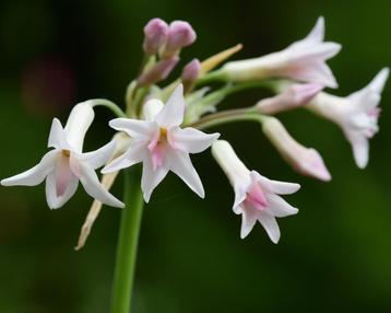 Tulbaghia - knoflookplant - prachtige bloemen beschikbaar voor biedingen