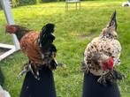Gratis af te halen zijdehoen en sabelpoot haantjes, Dieren en Toebehoren, Pluimvee, Mannelijk, Kip
