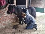 Uw paard of pony scheren?