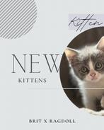 SOCIALE HARTENDIEFJES MET EEN HOOG KNUFFELGEHALTE., Dieren en Toebehoren, Katten en Kittens | Raskatten | Korthaar, Meerdere dieren