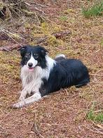 Border collie 3 jaar goede werklijn geen stamboom dekreu, Reu, CDV (hondenziekte), Eén hond, 3 tot 5 jaar