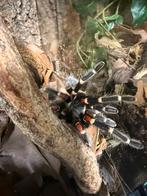 1.1 Brachypelma auratum met of zonder terraria, Spin of Schorpioen