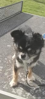 Chiwawa 2 jaar oud reutje, Dieren en Toebehoren, Reu, 1 tot 2 jaar, Eén hond, Chihuahua