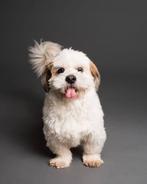 Hondentrimmer(salon) aan huis gezocht - Venray, Dieren en Toebehoren, 6 jaar of ouder, Reu, Eén hond, Klein