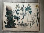 Zeer oude 19e eeuwse schoolplaat, Antiek en Kunst, Antiek | Schoolplaten, Ophalen of Verzenden, Natuur en Biologie