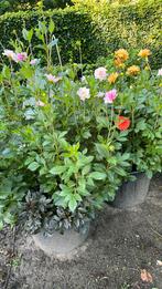 Dahlia’s, Ophalen, Zomer, Overige soorten, Volle zon