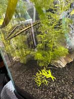 Florida gar 10-15cm, Vis