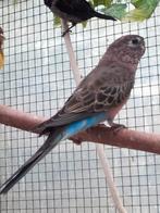 Bourke parkiet, Dieren en Toebehoren, Vogels | Parkieten en Papegaaien, Geslacht onbekend, Parkiet, Geringd