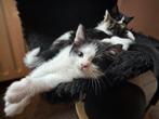 Kittens! Mogen nu verhuizen, nog twee beschikbaar, Dieren en Toebehoren, Katten en Kittens | Overige Katten, Meerdere dieren