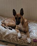 Harrie 9 maanden x mechelse herder podenco, Dieren en Toebehoren, Particulier, 15 weken tot 1 jaar, Buitenland, Groot