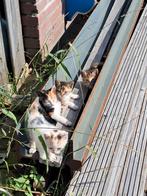 Lieve boederij kittens, Dieren en Toebehoren, Katten en Kittens | Overige Katten, Poes, Kortharig, 0 tot 2 jaar