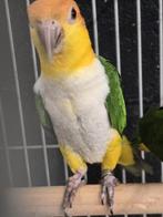 Tamme baby Roestkop Caiques, Geslacht onbekend, Papegaai, Geringd