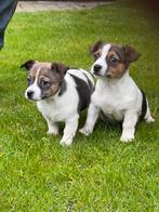 Jack Russel : Jack Russell  pups, Dieren en Toebehoren, CDV (hondenziekte), Particulier, Meerdere, 8 tot 15 weken