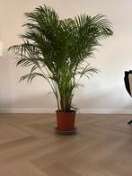 Kamerplant Areca - Varensoort, Ophalen, 100 tot 150 cm, Overige soorten, Halfschaduw