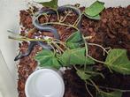 Lamprophis olivaceus Zwarte Afrikaanse huisslang, Slang, 0 tot 2 jaar
