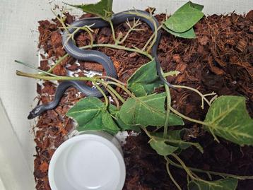 Lamprophis olivaceus Zwarte Afrikaanse huisslang beschikbaar voor biedingen