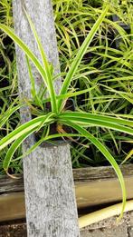 Carex morrowi Ice Dance, Tuin en Terras, Ophalen, Siergrassen, Halfschaduw
