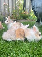 Nestje babykonijntjes div. kleuren MOGEN WEG !, Dieren en Toebehoren, Konijnen, Meerdere dieren, Dwerg, 0 tot 2 jaar