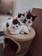 1 zwarte kitten te koop, 2 witte kittens verkocht, Dieren en Toebehoren, Katten en Kittens | Overige Katten, Meerdere dieren, Kortharig
