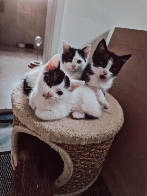 1 zwarte kitten te koop, 2 witte kittens verkocht, Dieren en Toebehoren, Katten en Kittens | Overige Katten, Kortharig, Meerdere dieren