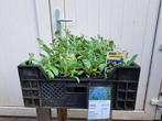 Mooie anaphalis triplinervis (Syberische Edelweiss) in pot!, Ophalen, Zomer, Overige soorten, Volle zon