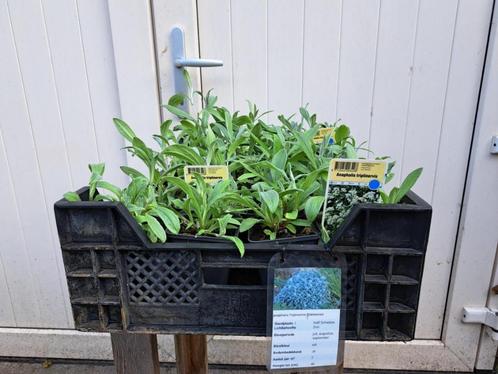Mooie anaphalis triplinervis (Syberische Edelweiss) in pot!, Tuin en Terras, Planten | Tuinplanten, Overige soorten, Volle zon