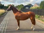 Onwijs knappe kroon merrie bereden en betuigd, Dieren en Toebehoren, Pony's, Merrie, C pony (1.27m tot 1.37m), Gechipt