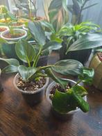 Philodendron ring of fire of birkin, Ophalen, Halfschaduw, Minder dan 100 cm