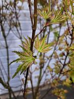 Acer palmatum 'Higasa yama' Japanse esdoorn Acer palmatum, Ophalen, Halfschaduw, Overige soorten, Lente