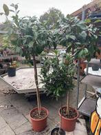 Glansmispel & Laurier op Stam - Mooie Tuinplanten, Volle zon, Vaste plant, Lente, Ophalen