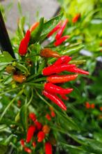 Thaise Orginele prikinoe peperzaden, Tuin en Terras, Bloembollen en Zaden, Ophalen of Verzenden, Voorjaar, Volle zon, Zaad