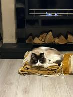 Half Ragdoll/ pers, Dieren en Toebehoren, Katten en Kittens | Raskatten | Langhaar, Kater, Gechipt, 0 tot 2 jaar