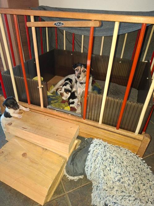 Puppies kruising boerenfox x jack russel, Dieren en Toebehoren, Honden | Niet-rashonden, Middel, Meerdere dieren, Particulier