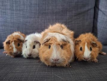 2 crème/witte borstel cavia broertjes van 5 weken beschikbaar voor biedingen