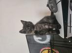 Katertjes op zoek naar warm mandje, Dieren en Toebehoren, Kater