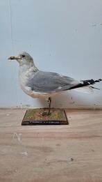 Prachtige Opgezette Meeuw Taxidermie., Ophalen of Verzenden, Zo goed als nieuw, Vogel, Opgezet dier