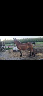 Prachtige Fries kruizing, Dieren en Toebehoren, Ophalen, Recreatie
