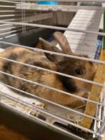 Japanse baby konijn, Mannelijk, Middelgroot