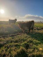 Dexter / galloway koe met stierkalf, Meerdere dieren