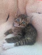Mooie kittens, Dieren en Toebehoren, Katten en Kittens | Overige Katten, Meerdere dieren, Kortharig, 0 tot 2 jaar