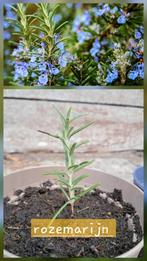 Bio stekjes Gewone rozemarijn ( Rosmarinus officinalis, Ophalen, Volle zon, Vaste plant, Kruiden