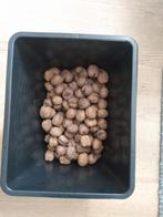 1 kg walnoten, Diversen, Levensmiddelen, Ophalen