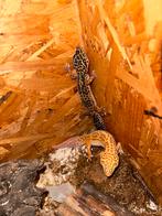 Luipaard gekko’s, Hagedis, Met terrarium, 0 tot 2 jaar