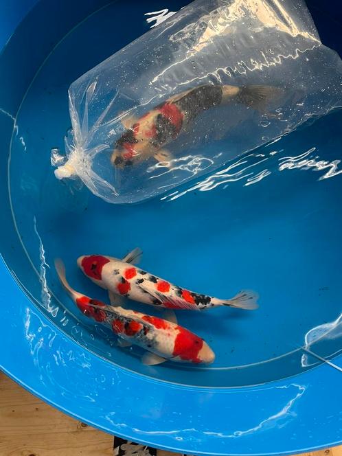 Koikarpers 7 stk., Dieren en Toebehoren, Vissen | Vijvervissen, Karper of Koi